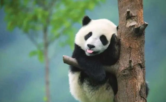 中国有多少只大熊猫?？