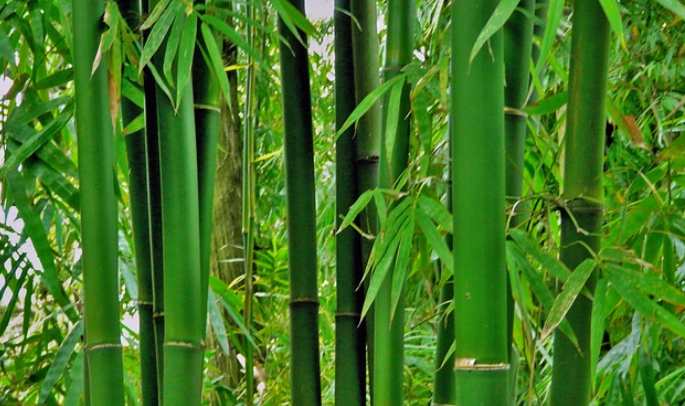 竹子的拼音