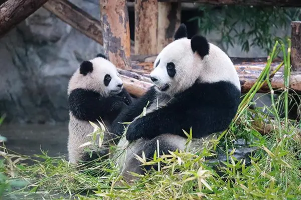 时隔4年，同一树洞再现野生熊猫幼崽，为何熊猫选择这个地方产崽？