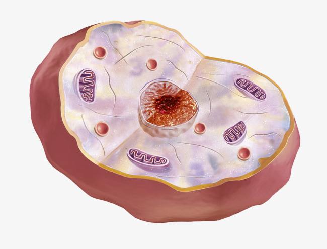概述细胞核的基本结构及其主要功能。